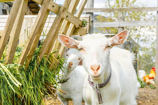 Best Goat Milk Formula For Babies