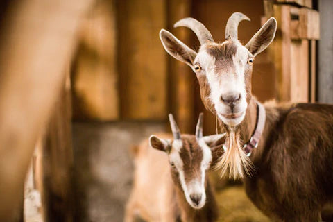 Holle Goat Dutch vs HiPP Goat Dutch: An Honest Review